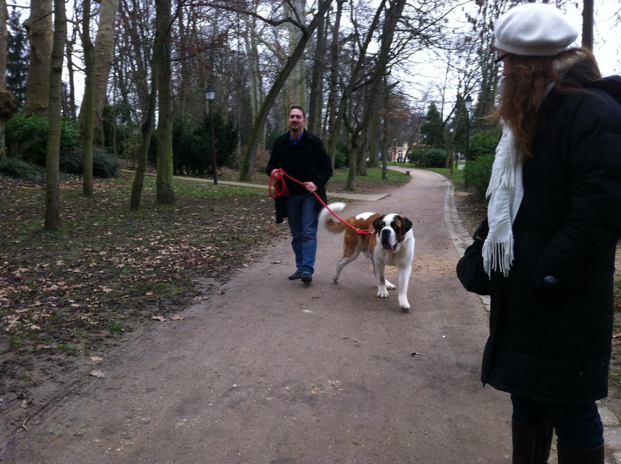 Saint Bernard de 1 an exercice dans un parc