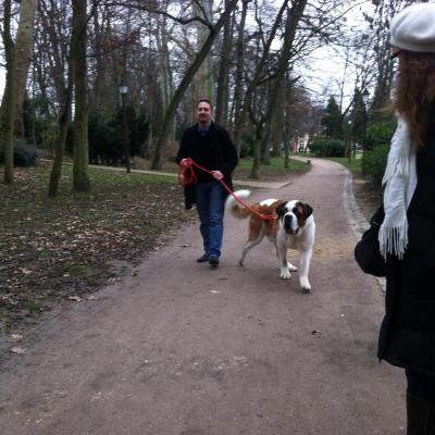 Saint Bernard de 1 an exercice dans un parc