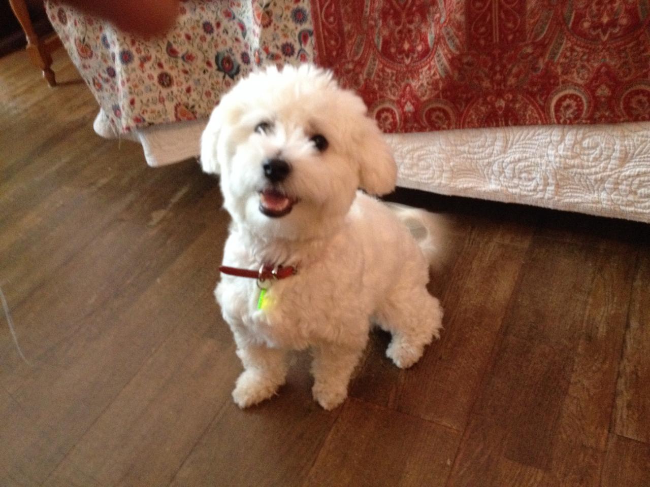 Miko, bichon 10 mois