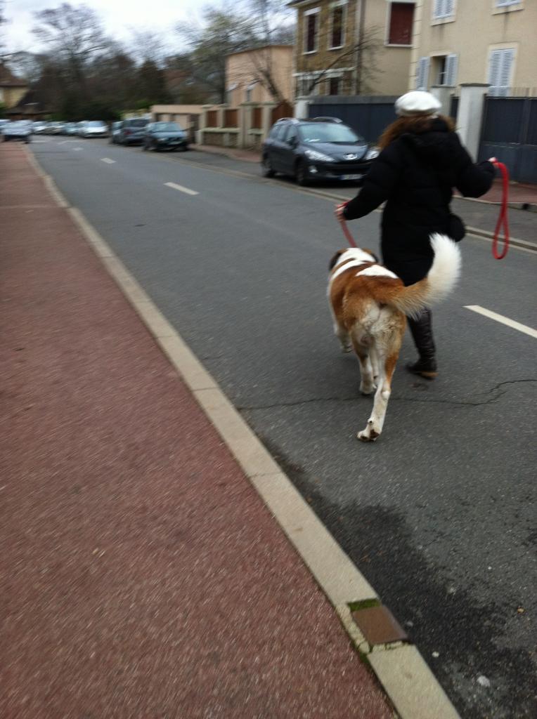 Saint Bernard de 1 an promenade en ville