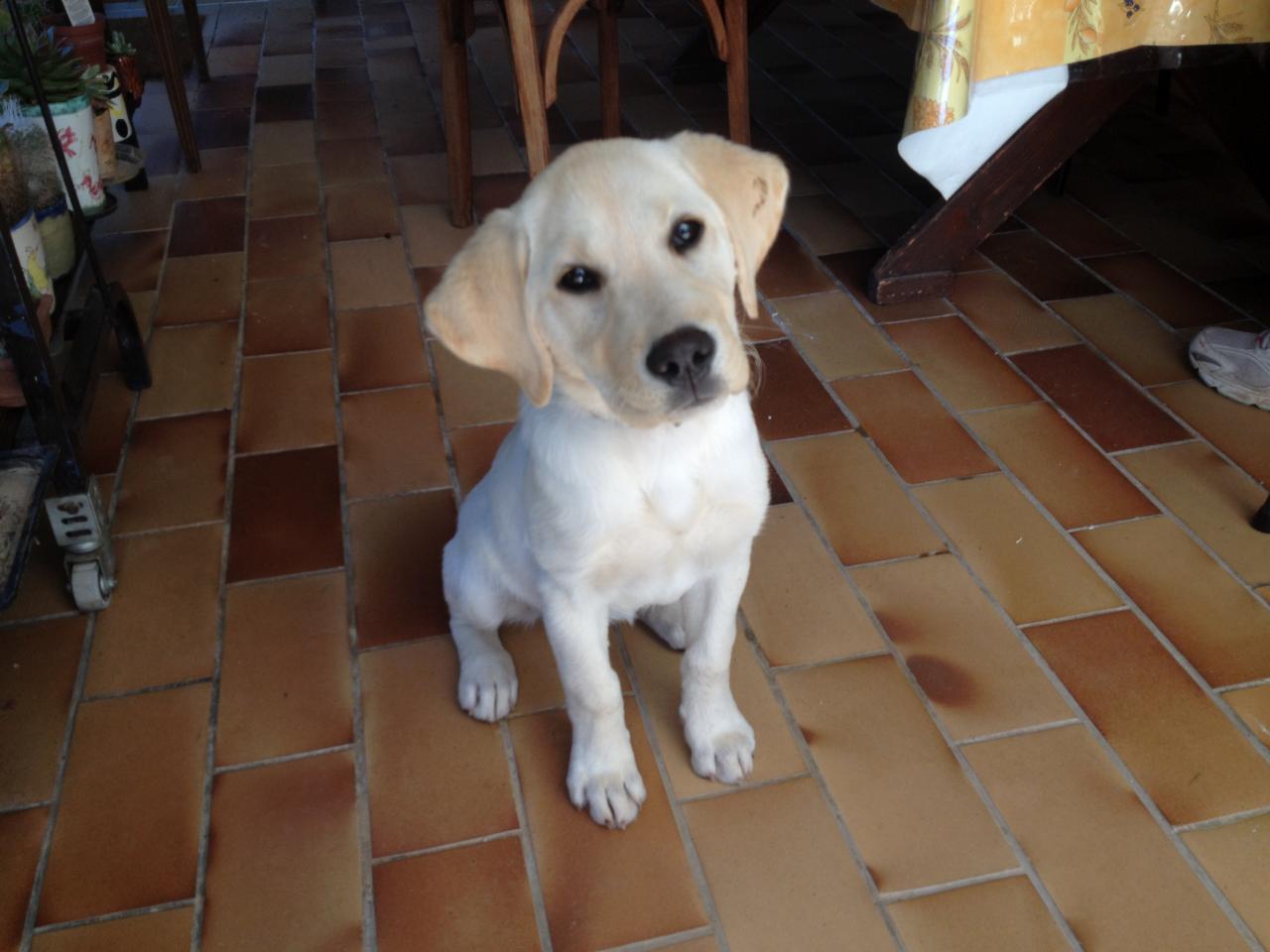 Metoo, labrador de 3 mois