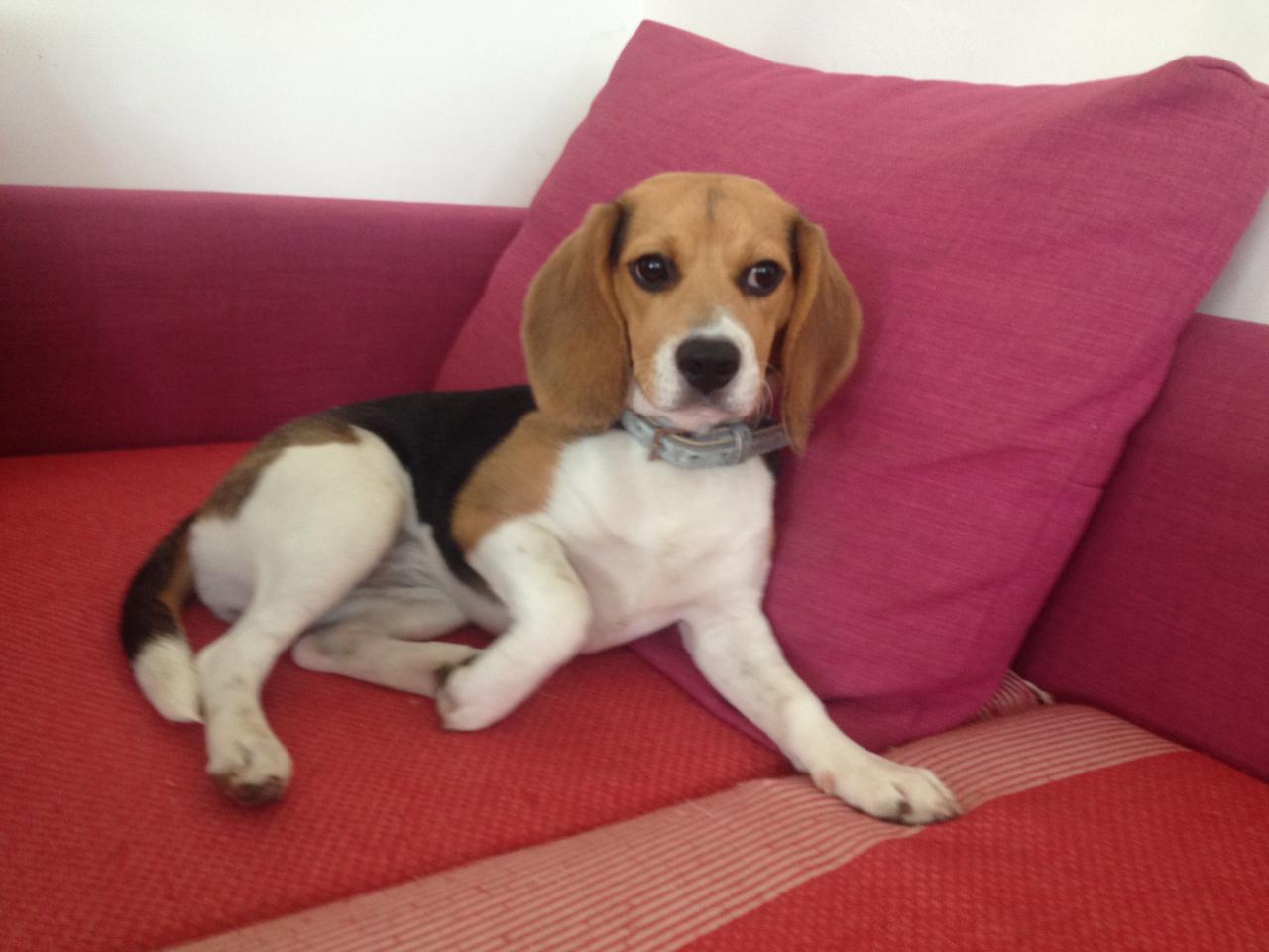 Moka, beagle de 6 mois