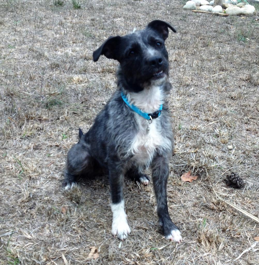 Caly, croisé griffon staffy 3 ans