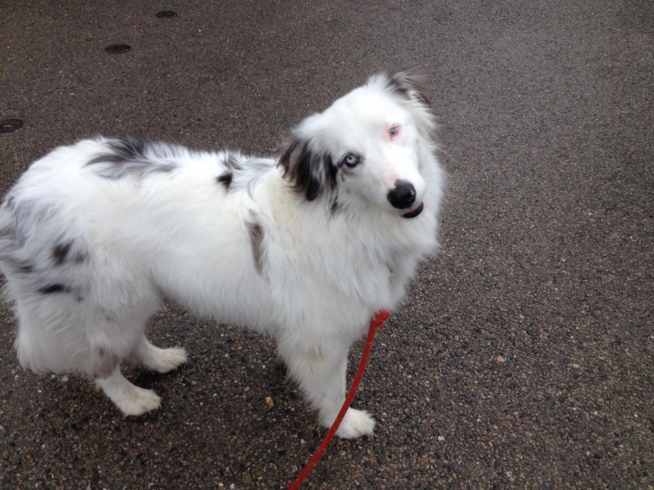 Ice, croisé berger australien border 3 ans