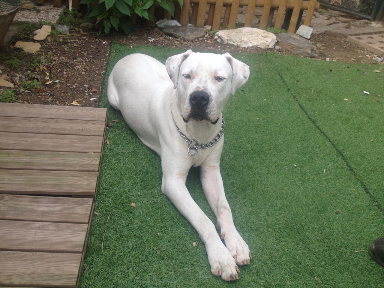 Léo, dogue argentin de 10 mois