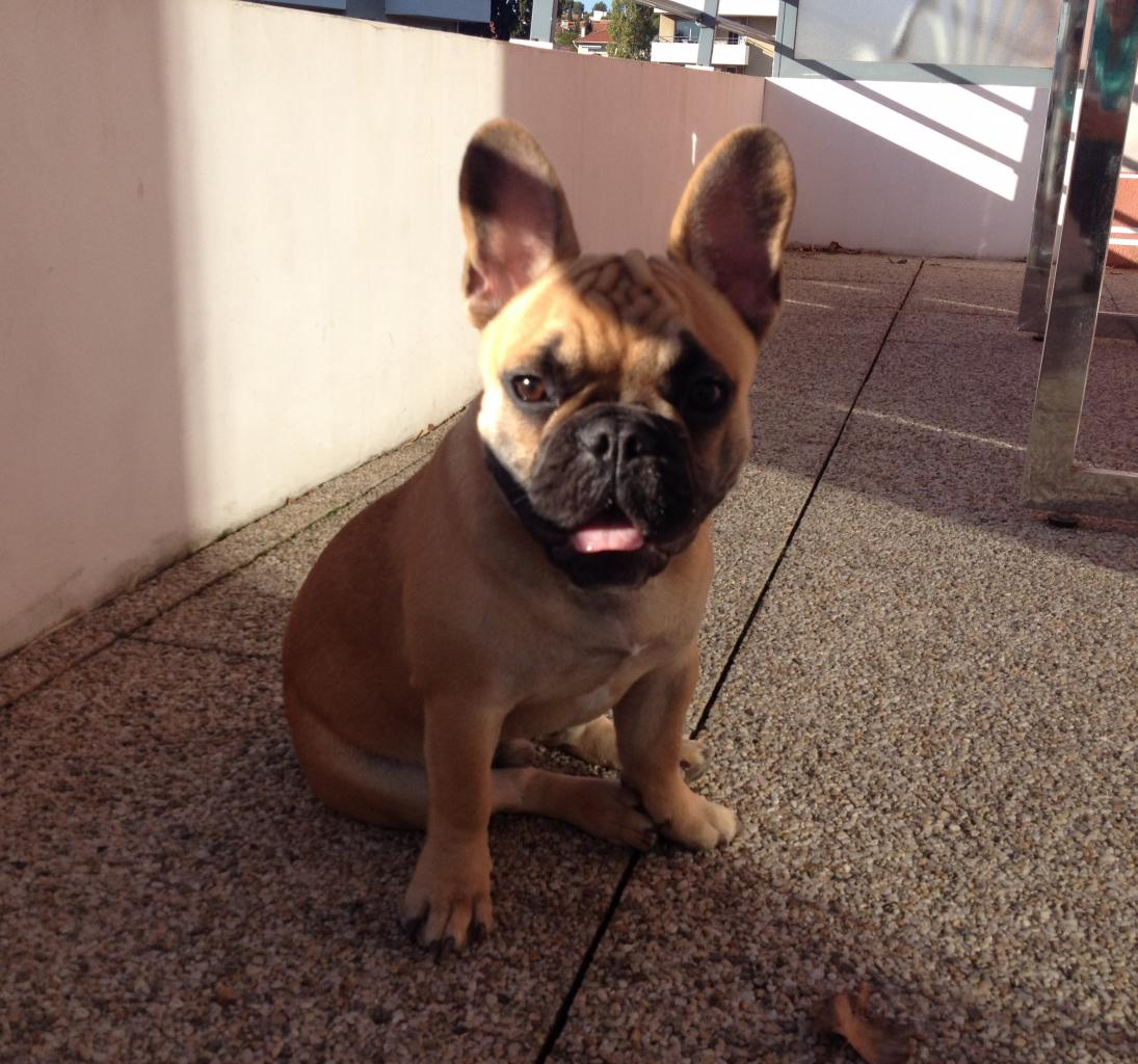 Mochi, bouledogue français de 5 mois