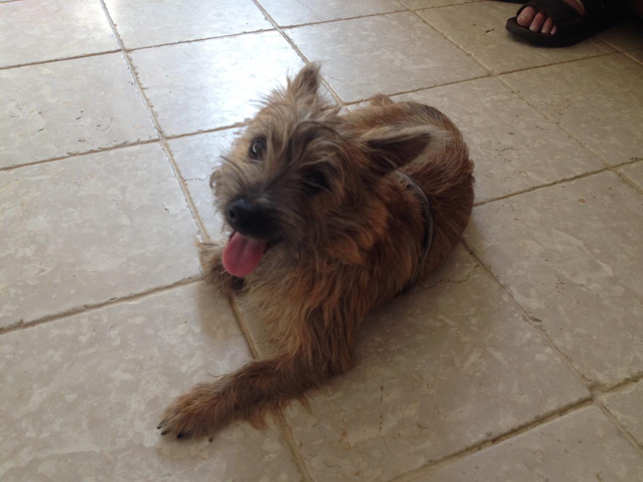 Monsieur, cairn de 6 mois