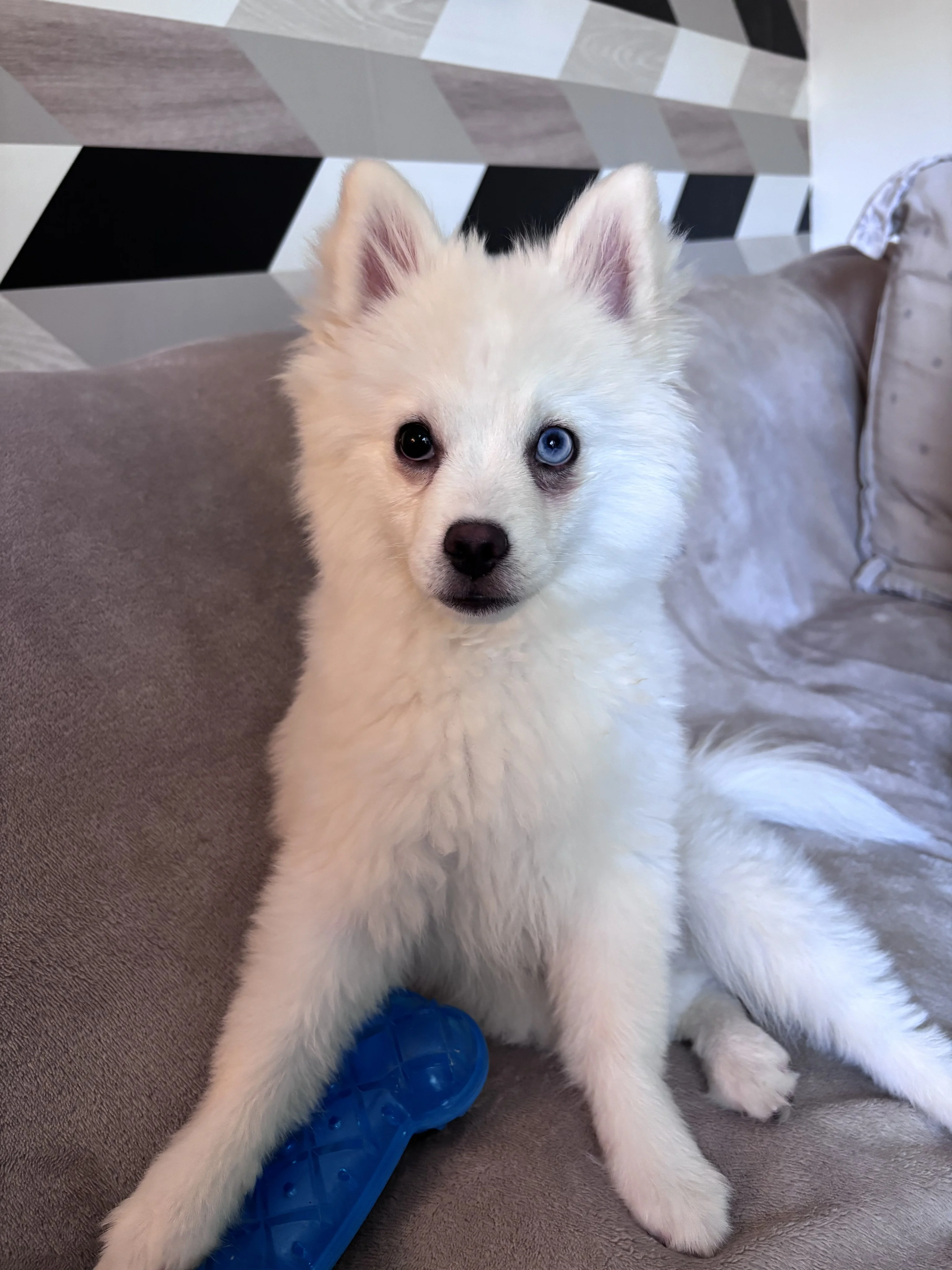 junior, pomsky de 4 mois