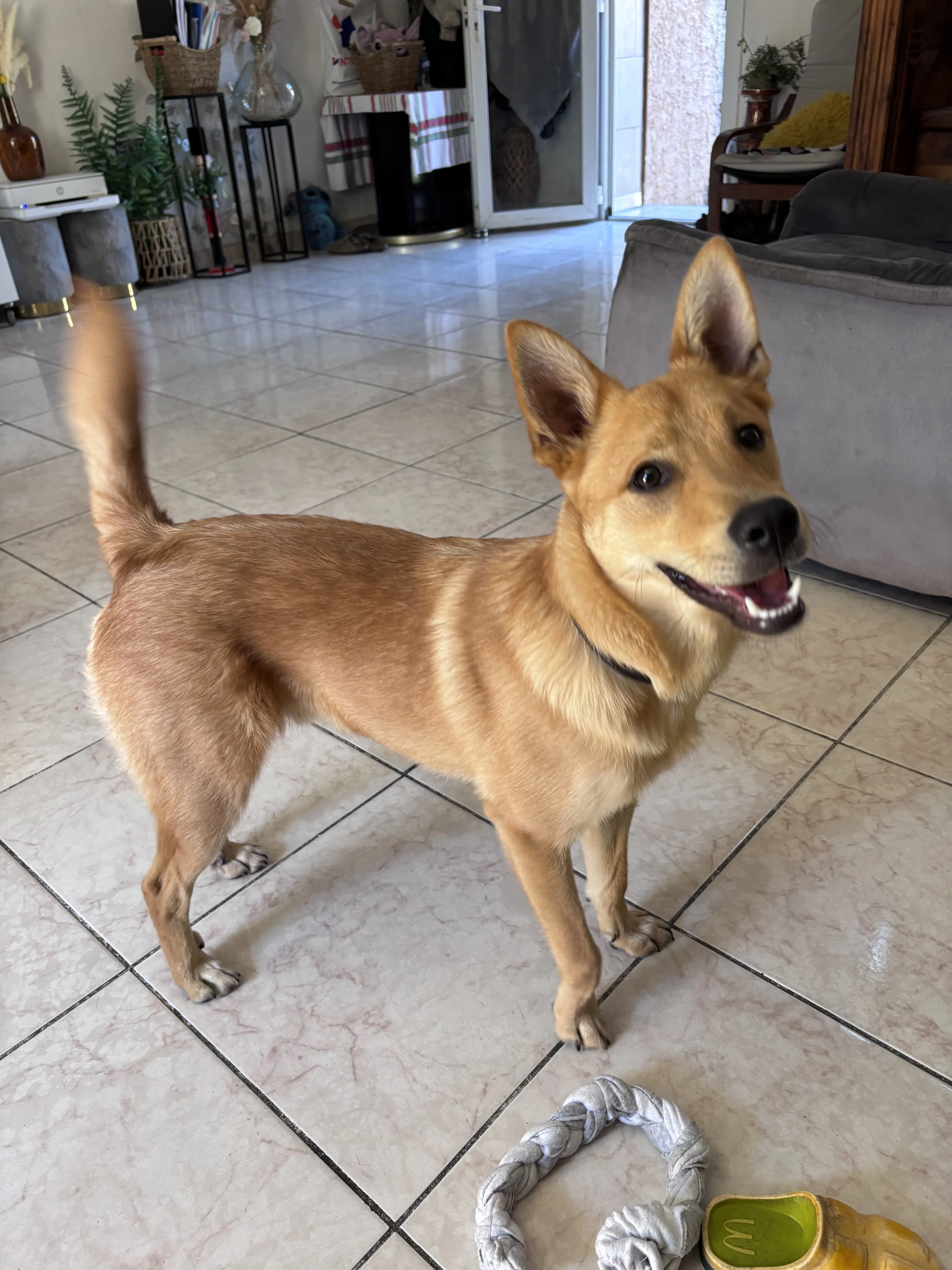 Appy, croisé labrador de 6 mois