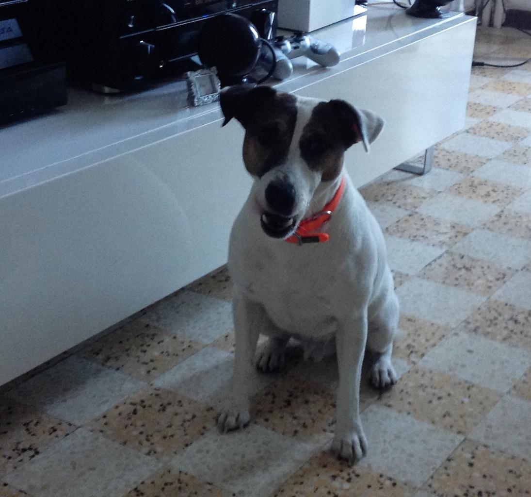 Gucci, jack russel de 5 ans