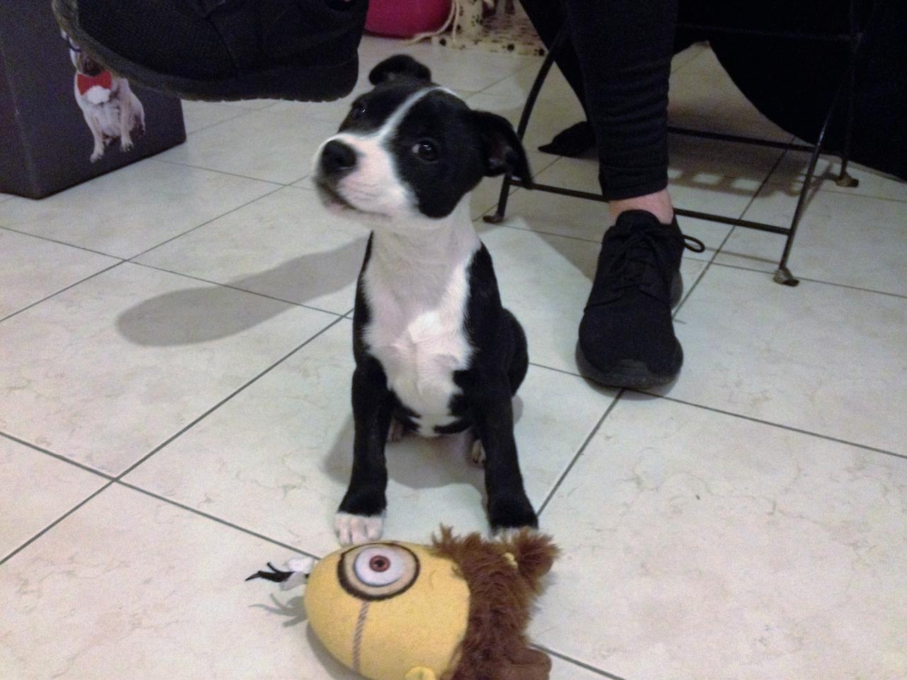 Mustang, staffie de 2 mois 1/2