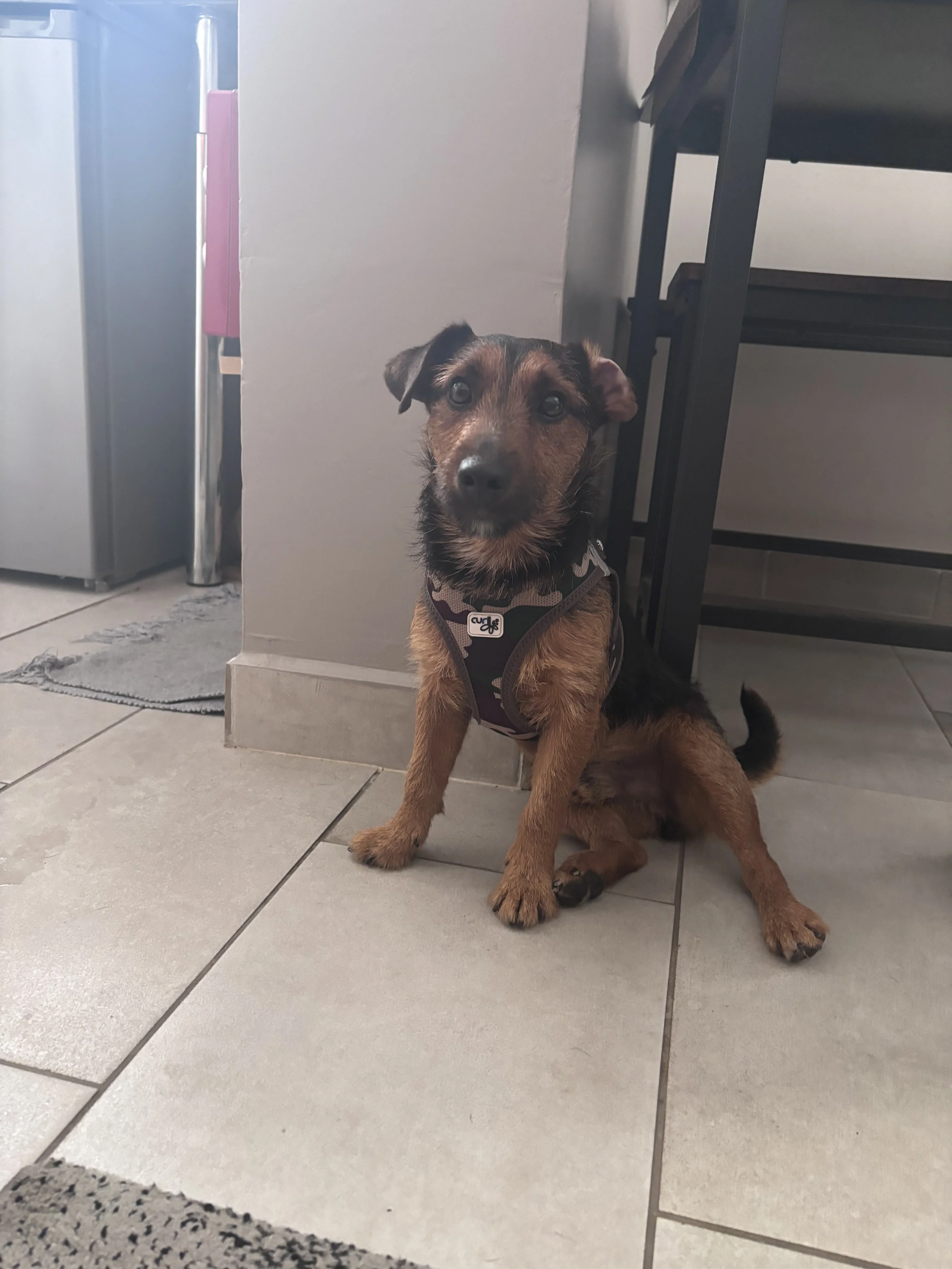 Teddy croisé jack de 3 ans