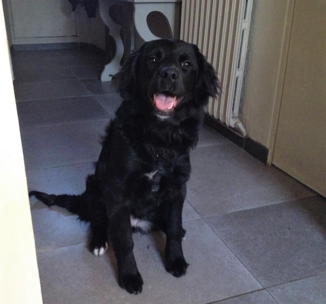 Belle, croisé labrador & golden de 6 mois