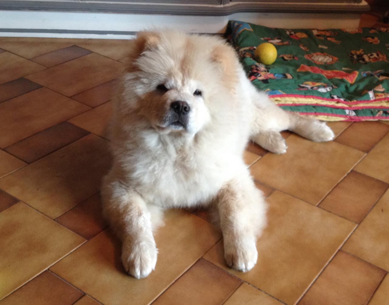 Marvel, chow-chow de 5 mois