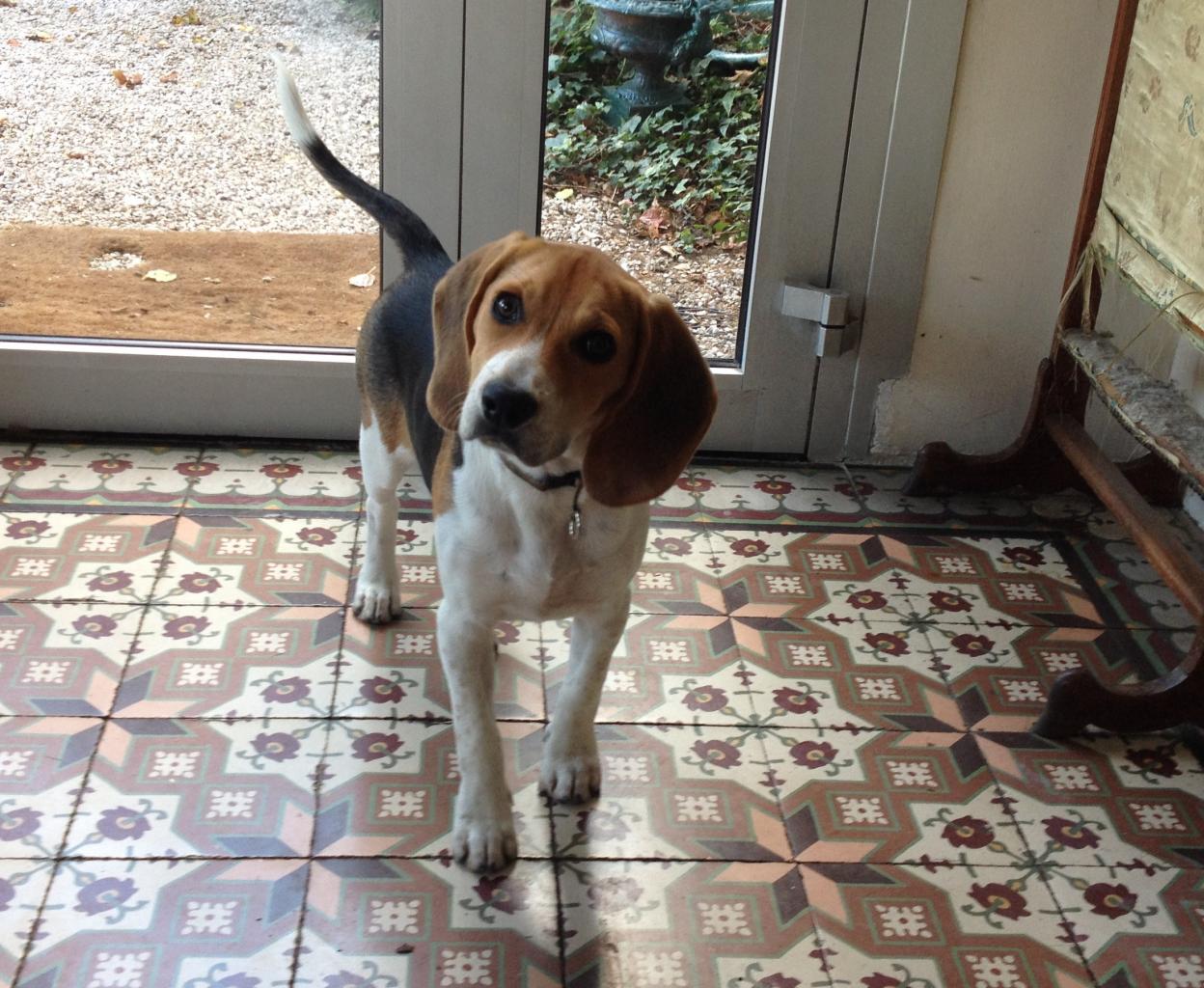 Tigrane, beagle de 5 mois 1/2