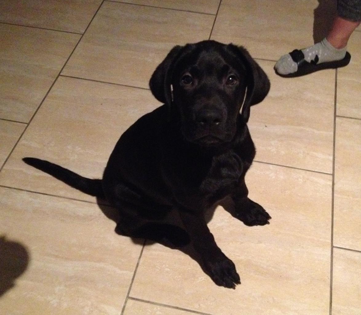 Shado, labrador de 4 mois