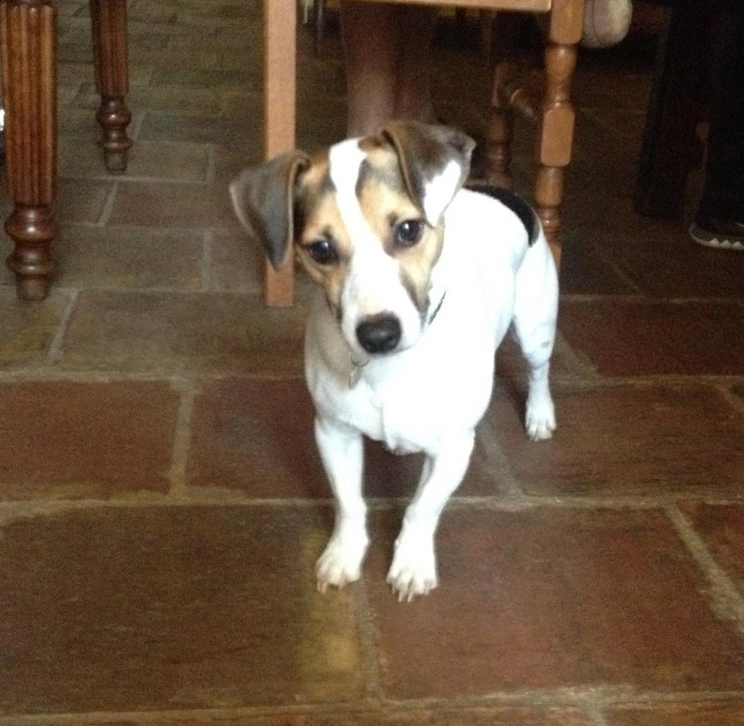 Jumpi, jack russel de 2 ans