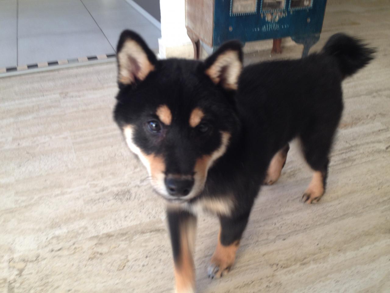 Yamato, shiba-inu de 3 mois 1/2