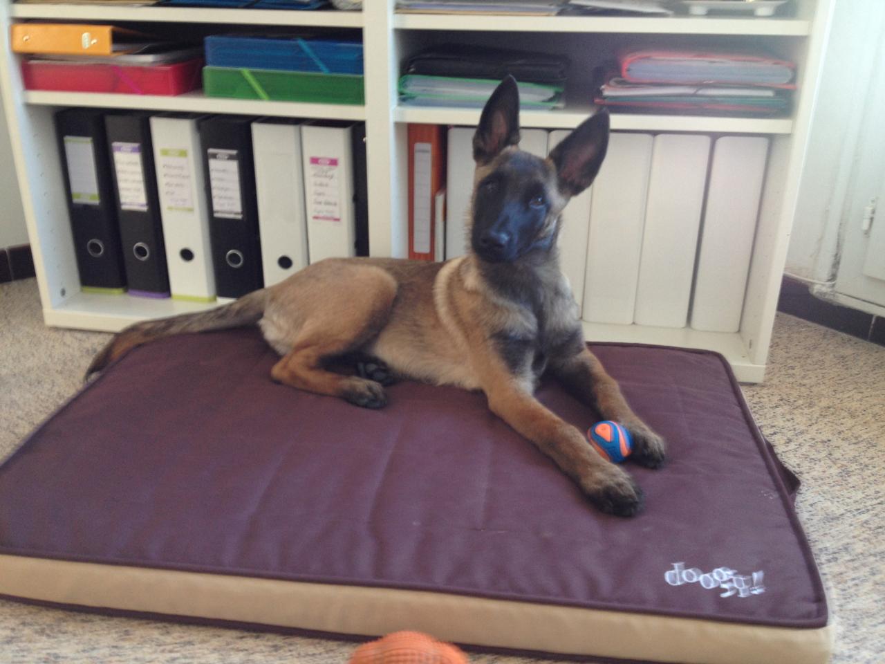 Maïda, malinois 5 mois