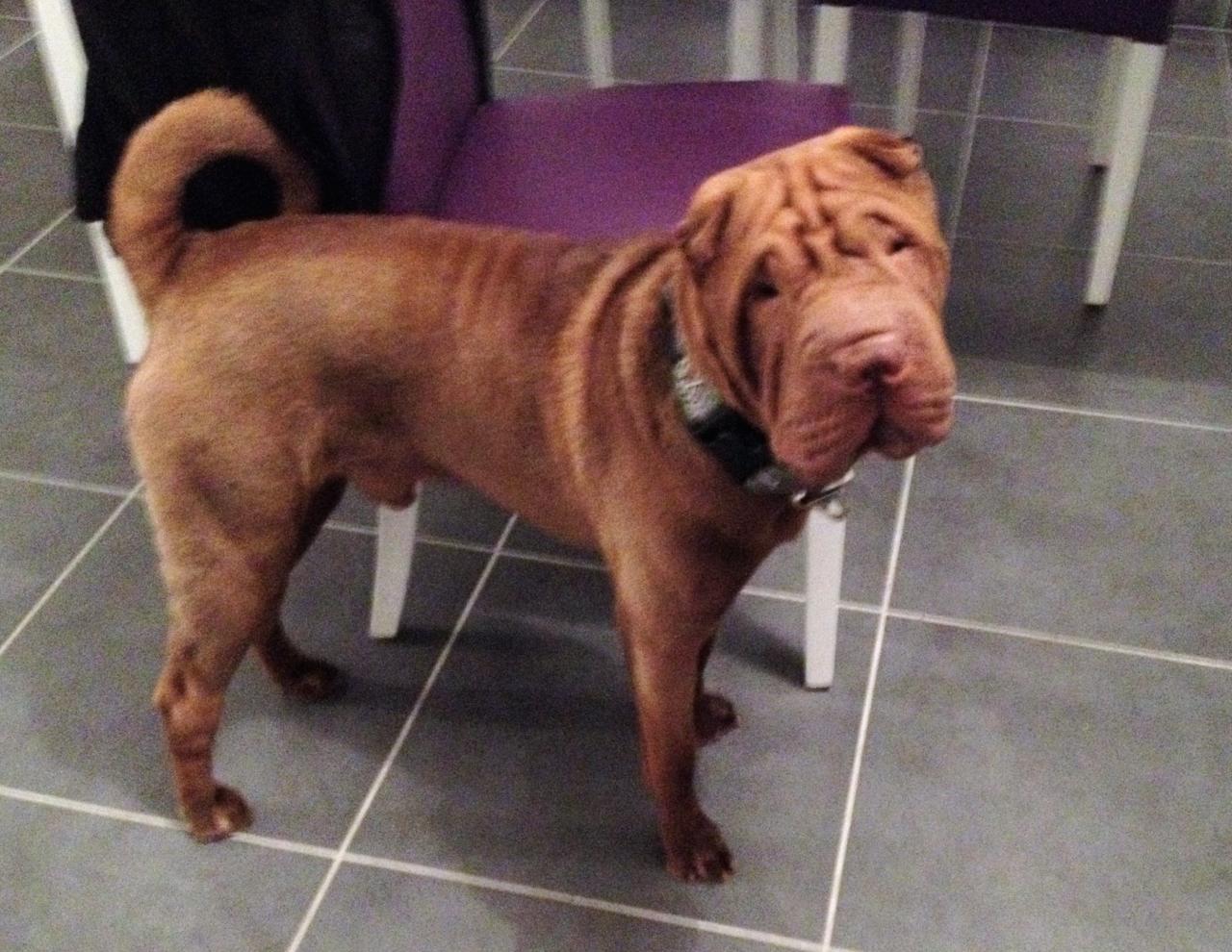 Laios, shar pei de 1 an