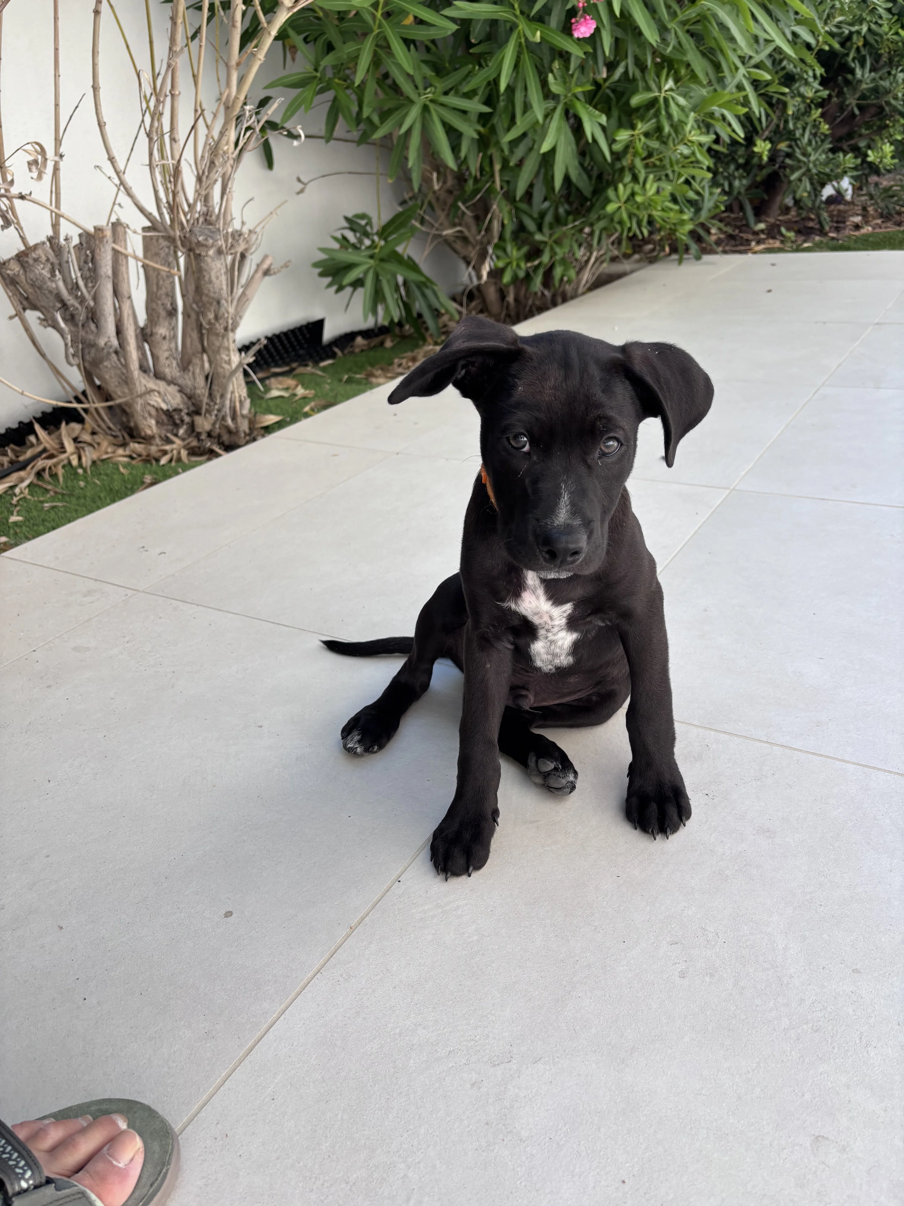 Otty, croisé staffy 2 mois1/2