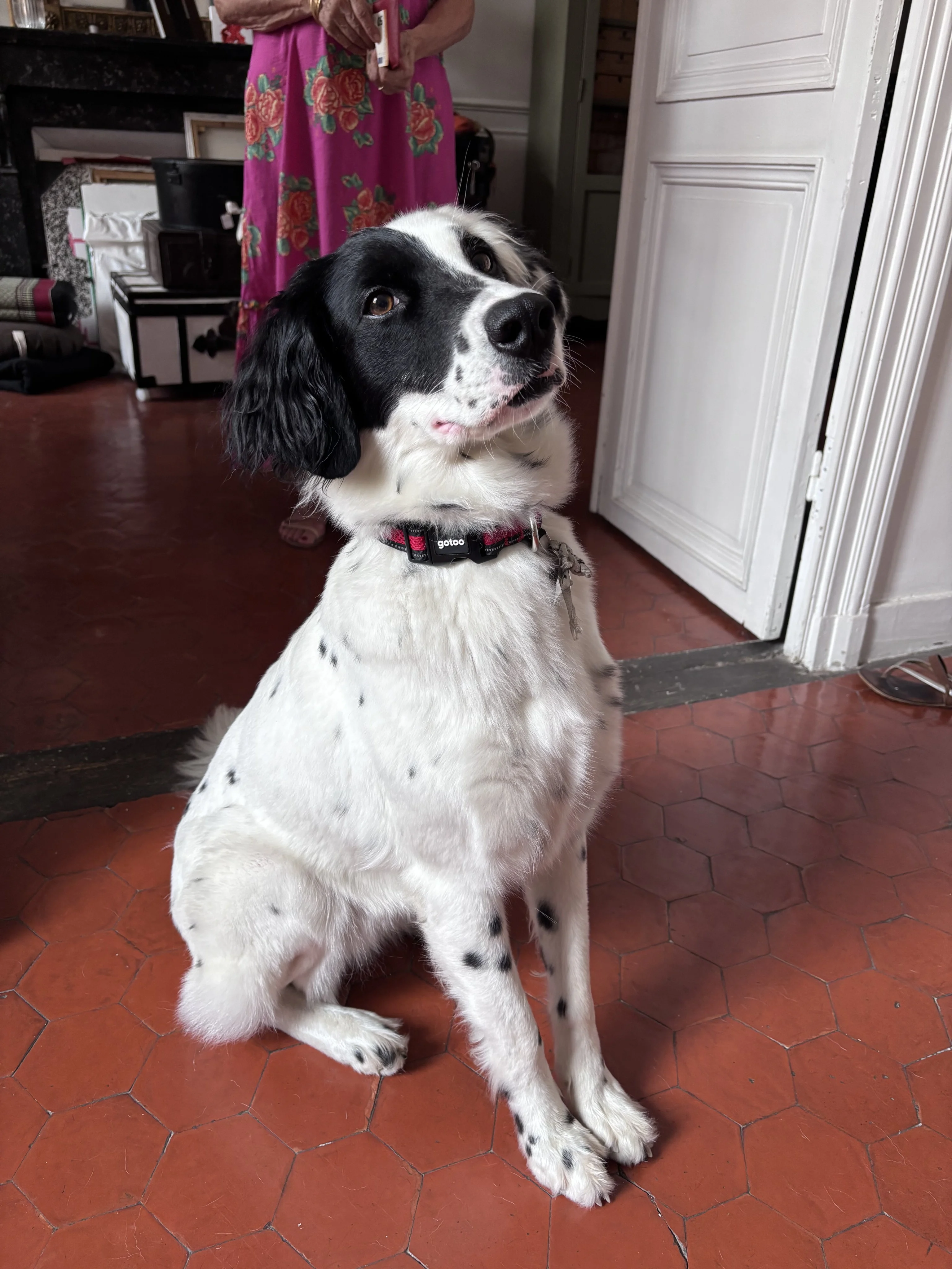 Lana, croisé setter de 4 ans