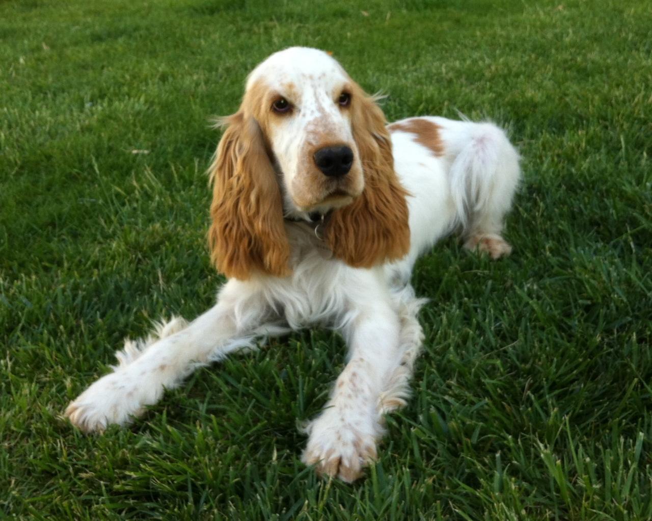 Gino, cocker de 7 mois