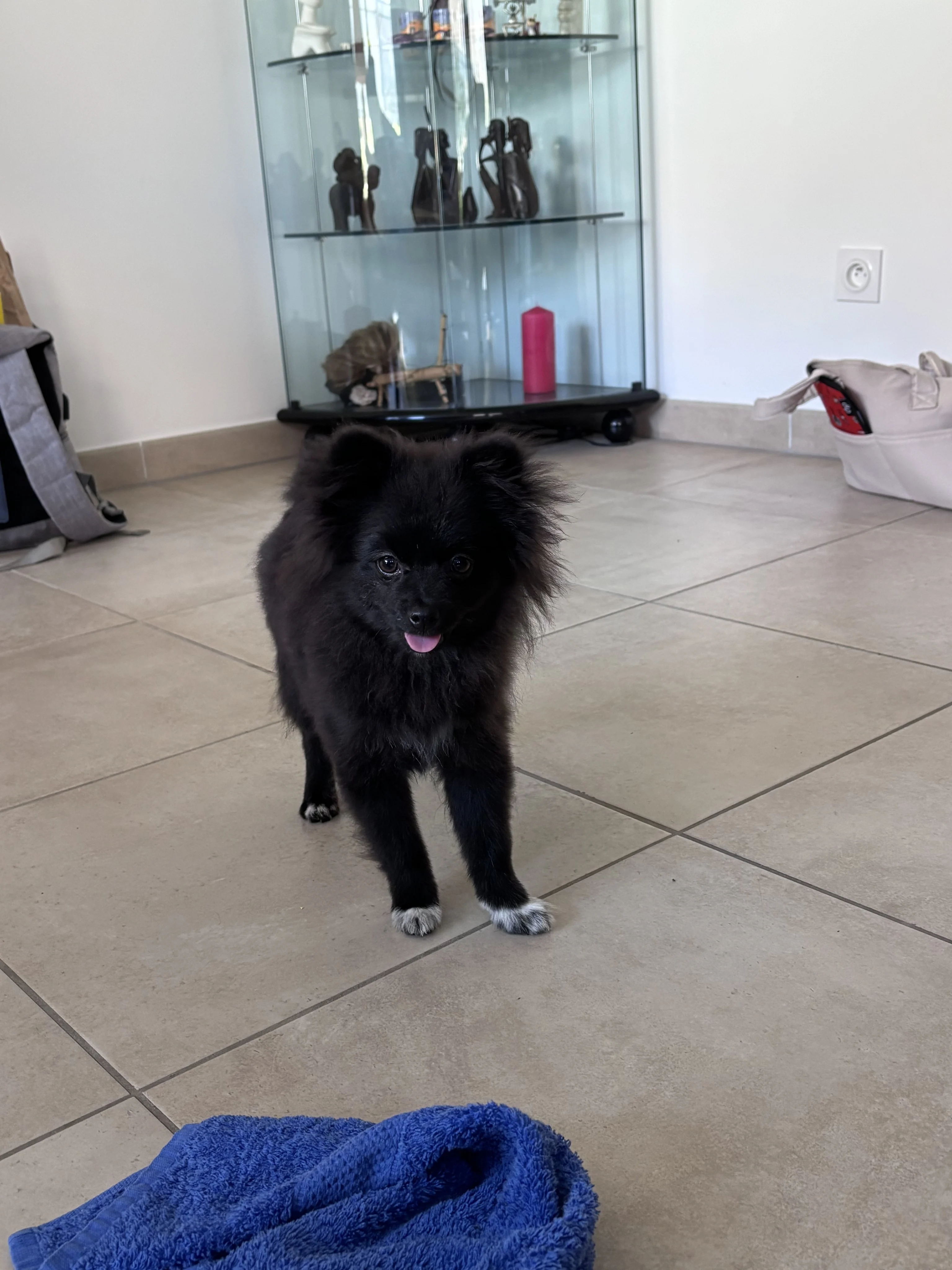 Aston, spitz de 5 mois