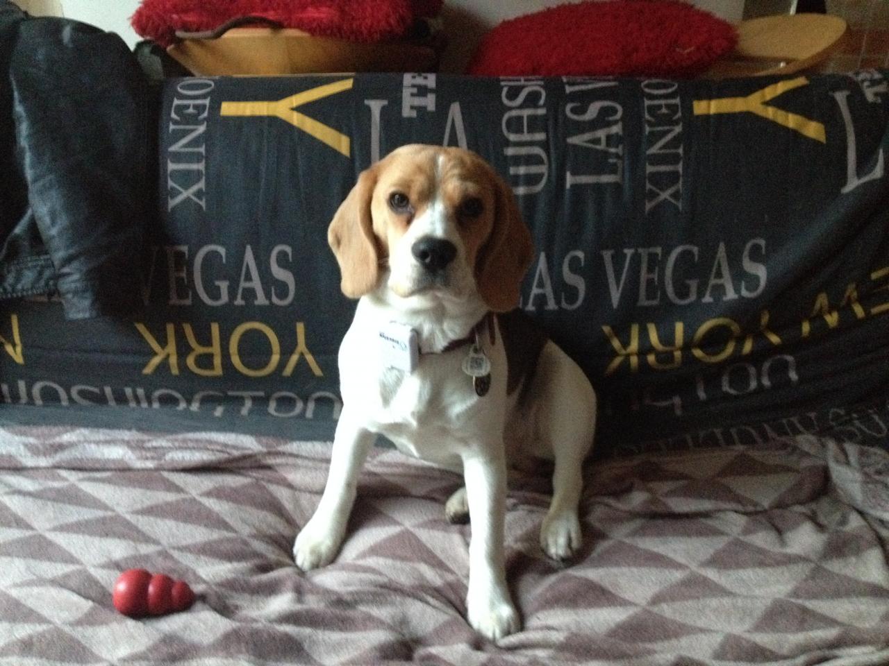 Muscade, beagle de 8 mmois