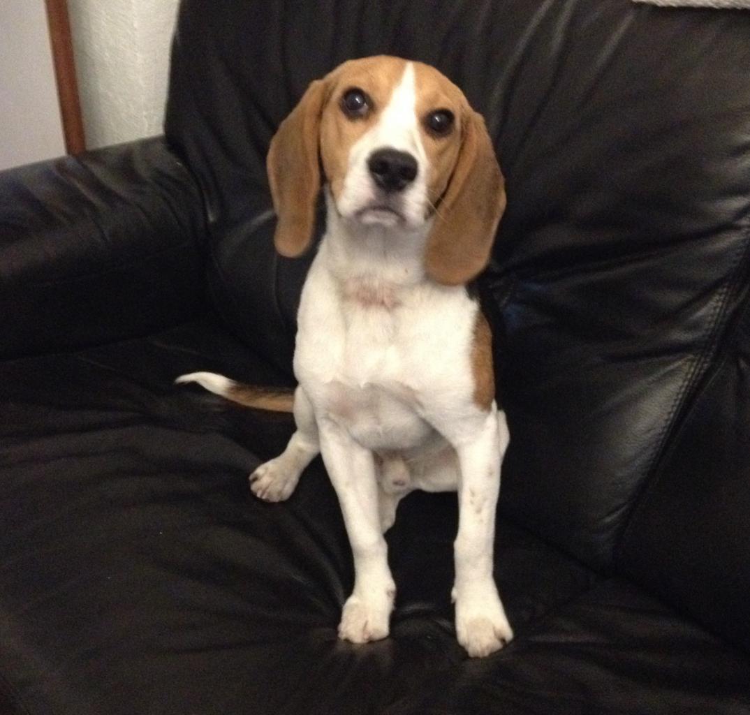 Saxo, beagle de 8 mois