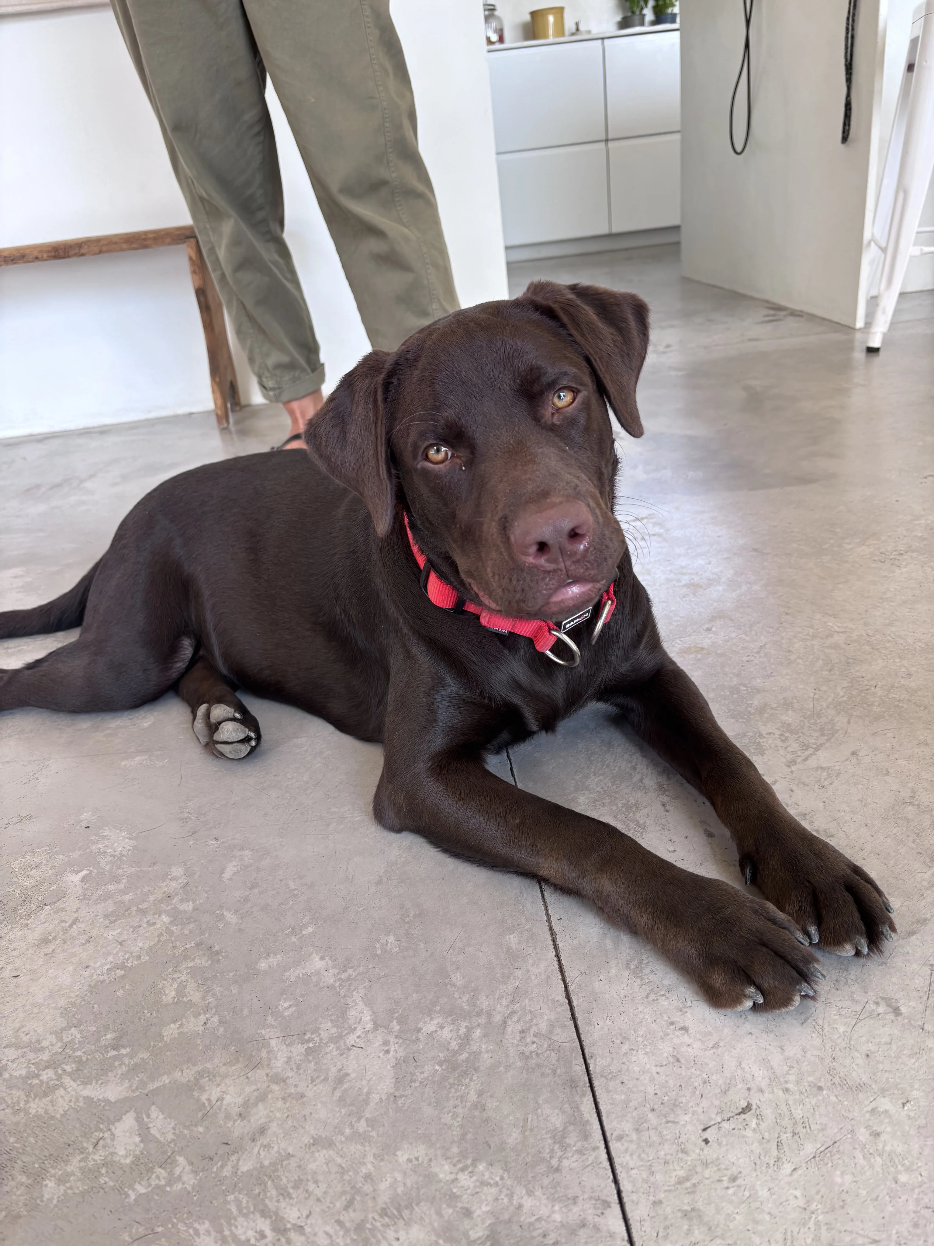 Bowie, labrador de 7 mois