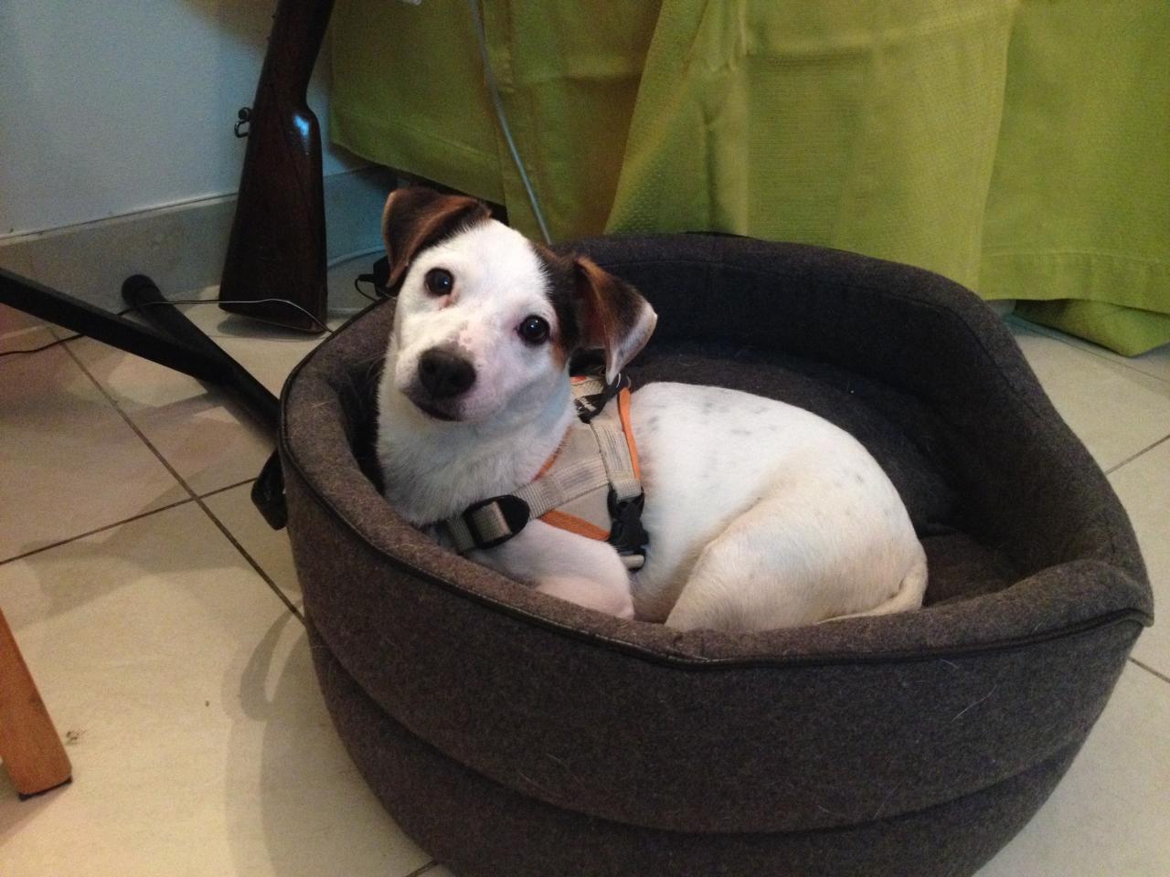 Marius, jack russel de 11 mois