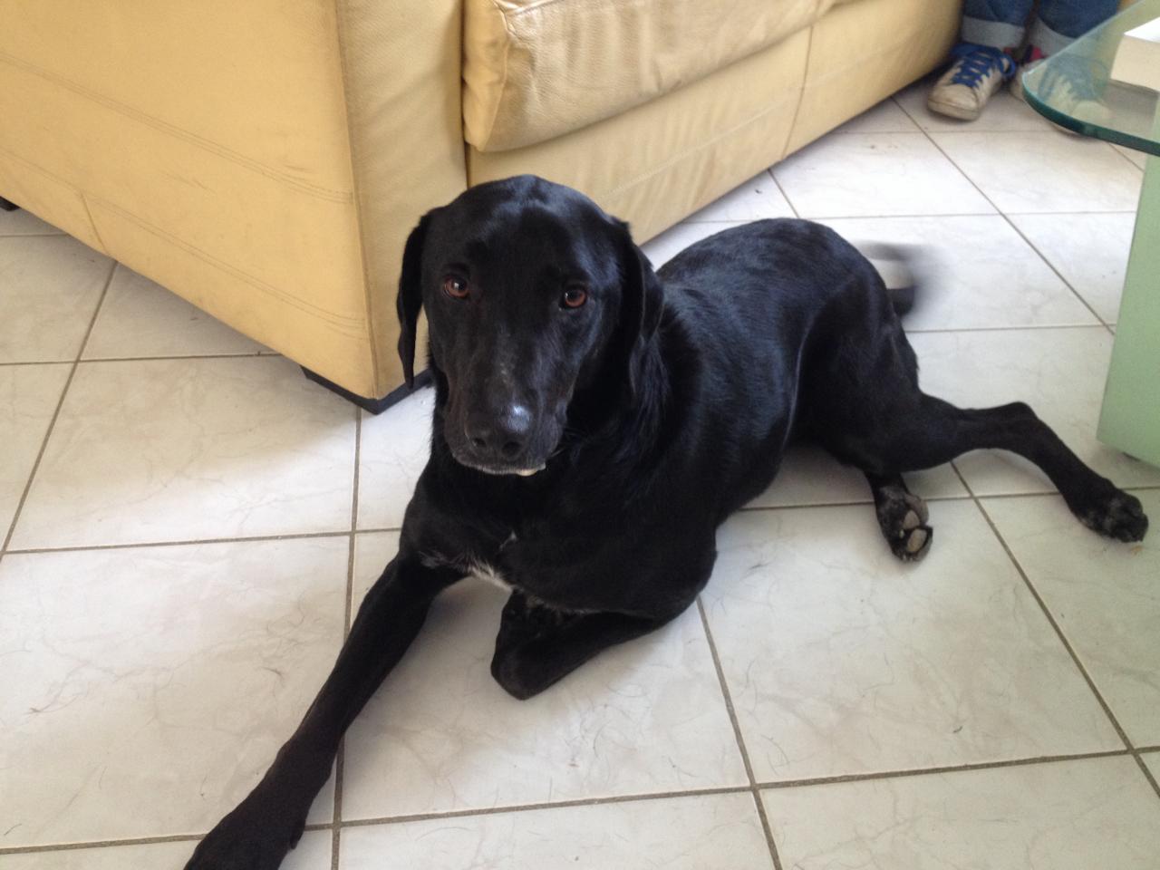 Docky, croisé labrador de 3 ans