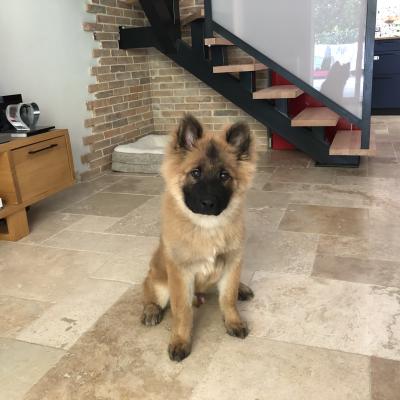 Hulk, eurasier de 4 mois