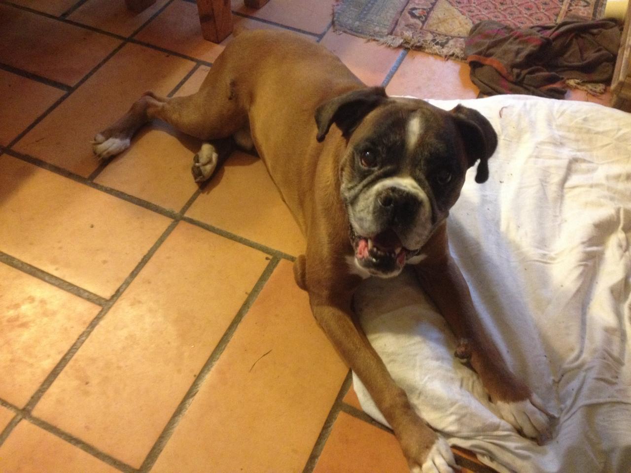 Apache, boxer de 11 ans