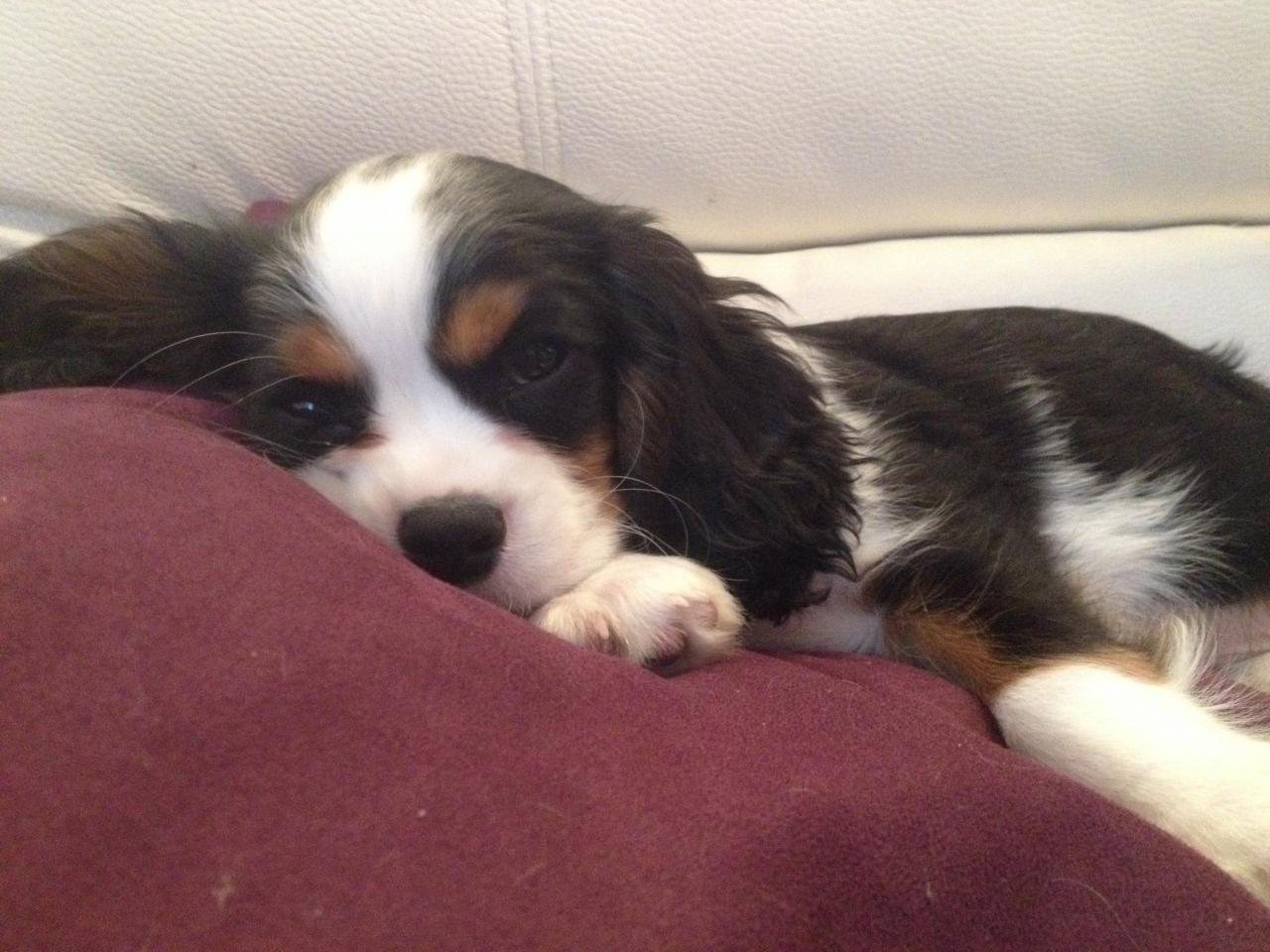 Milo, cavalier king Charles de 2 mois 1/2