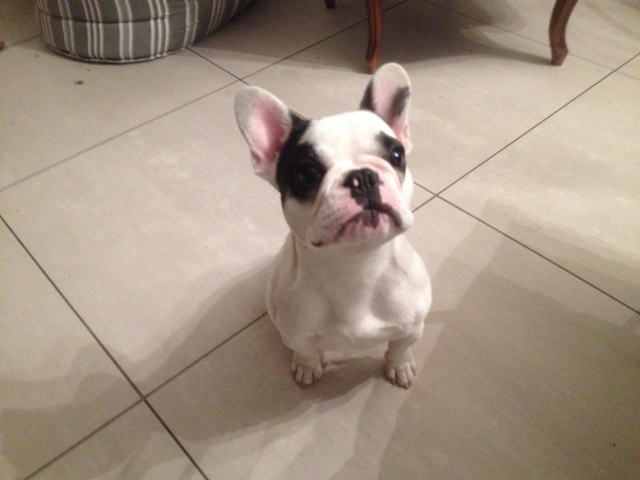 Mia, bouledogue français de 8 mois