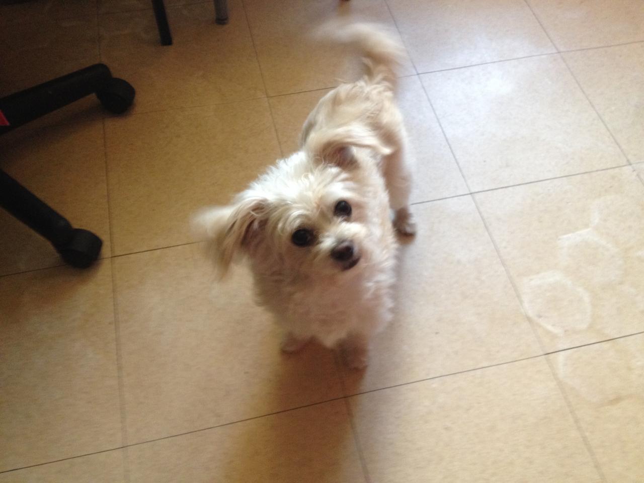 Clochette, croisé bichon & papillon de 2 ans