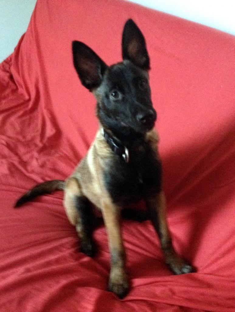 Calia, malinois de 4 mois