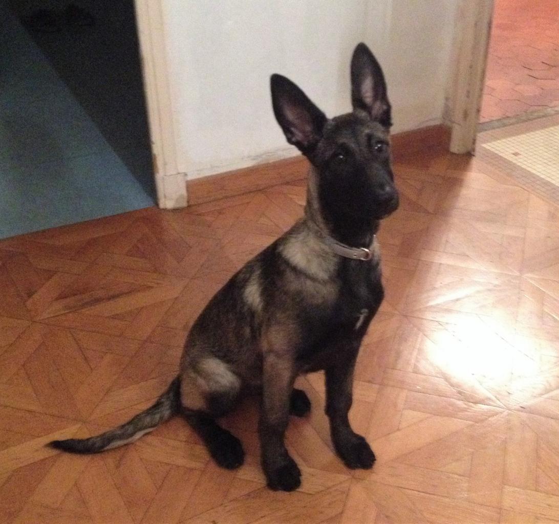 Nikita, malinois de 4 mois