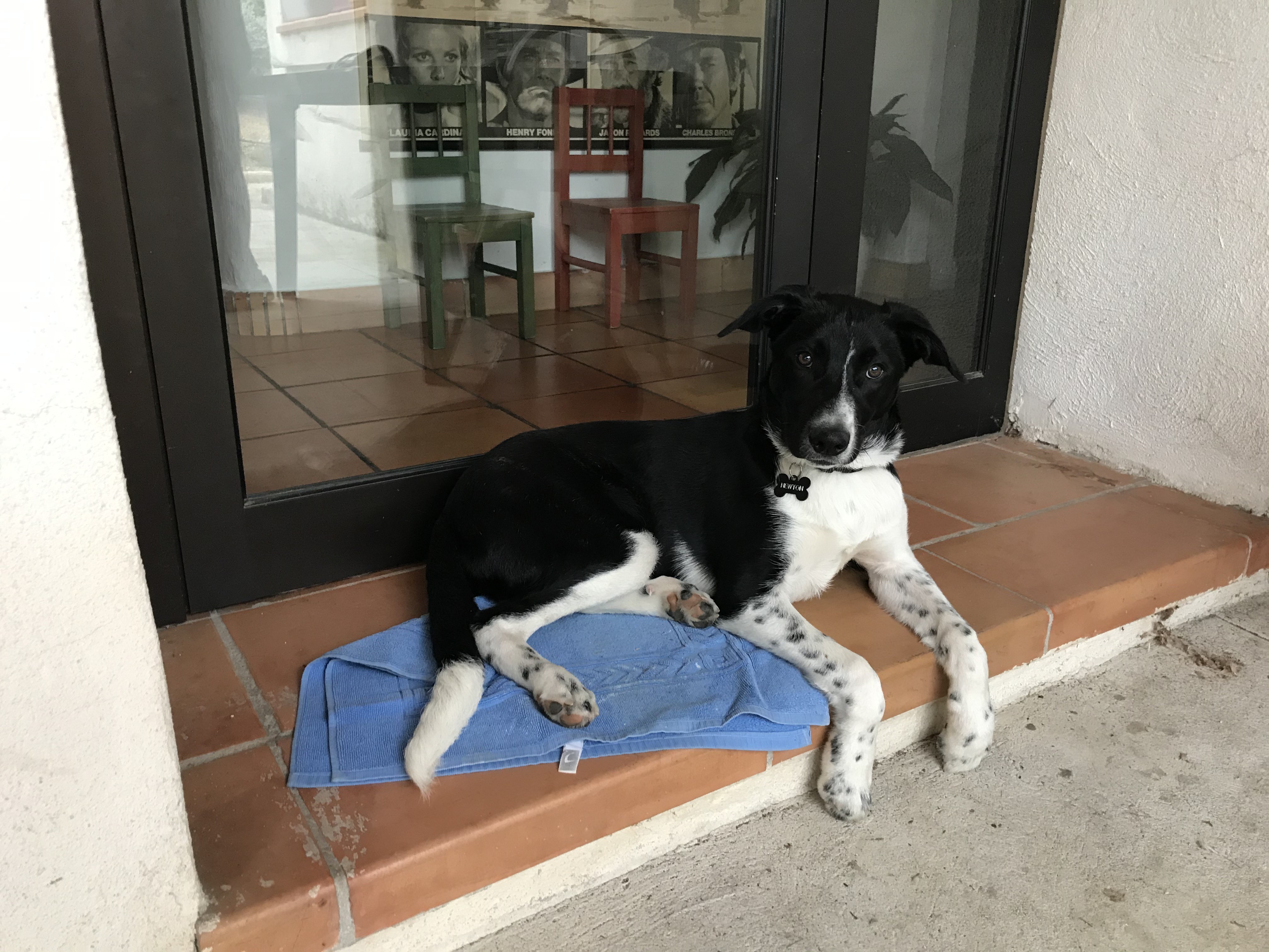 Newton, croisé border labrador de 5 mois