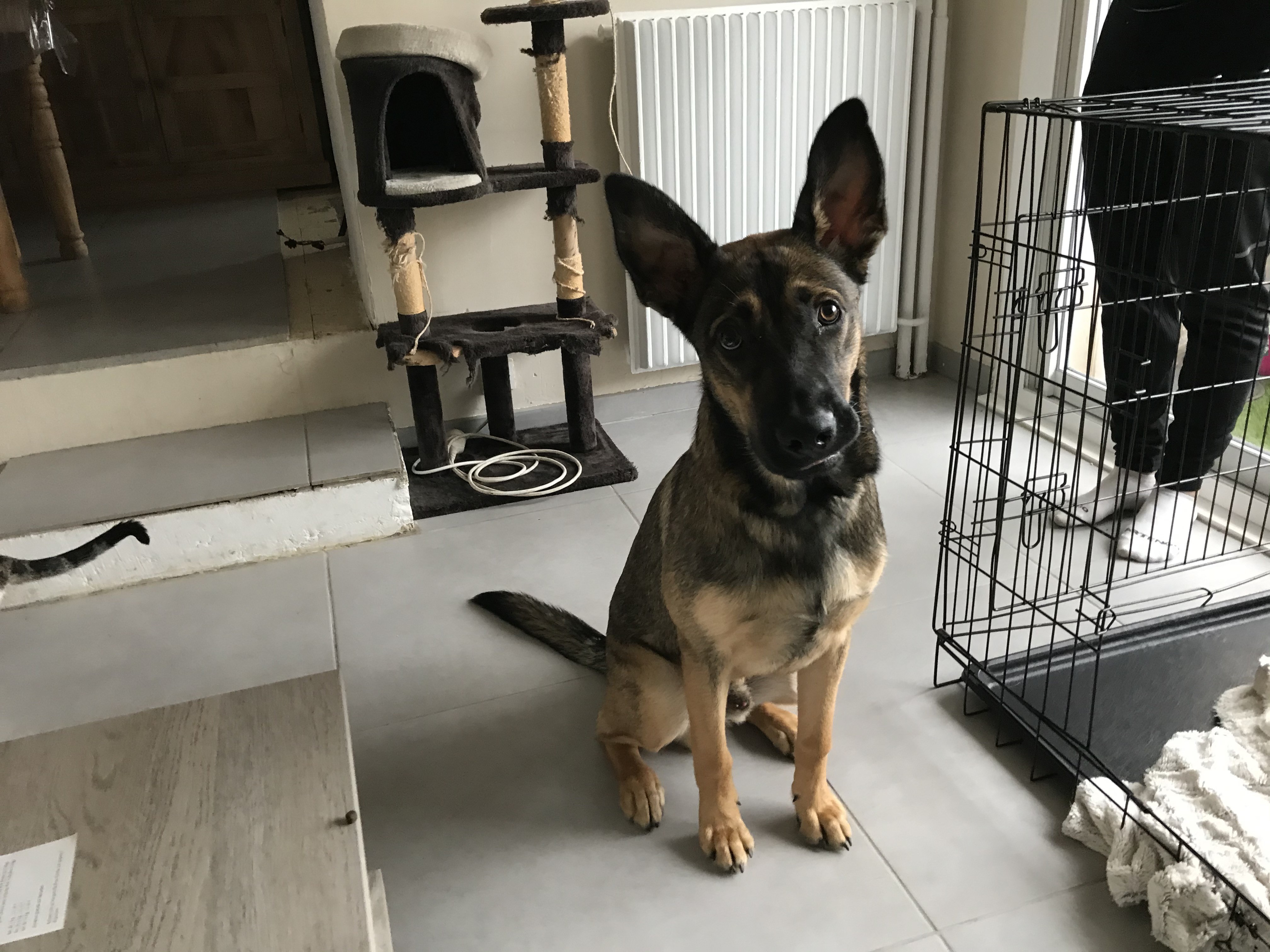 Diego, croisé malinois de 7 mois