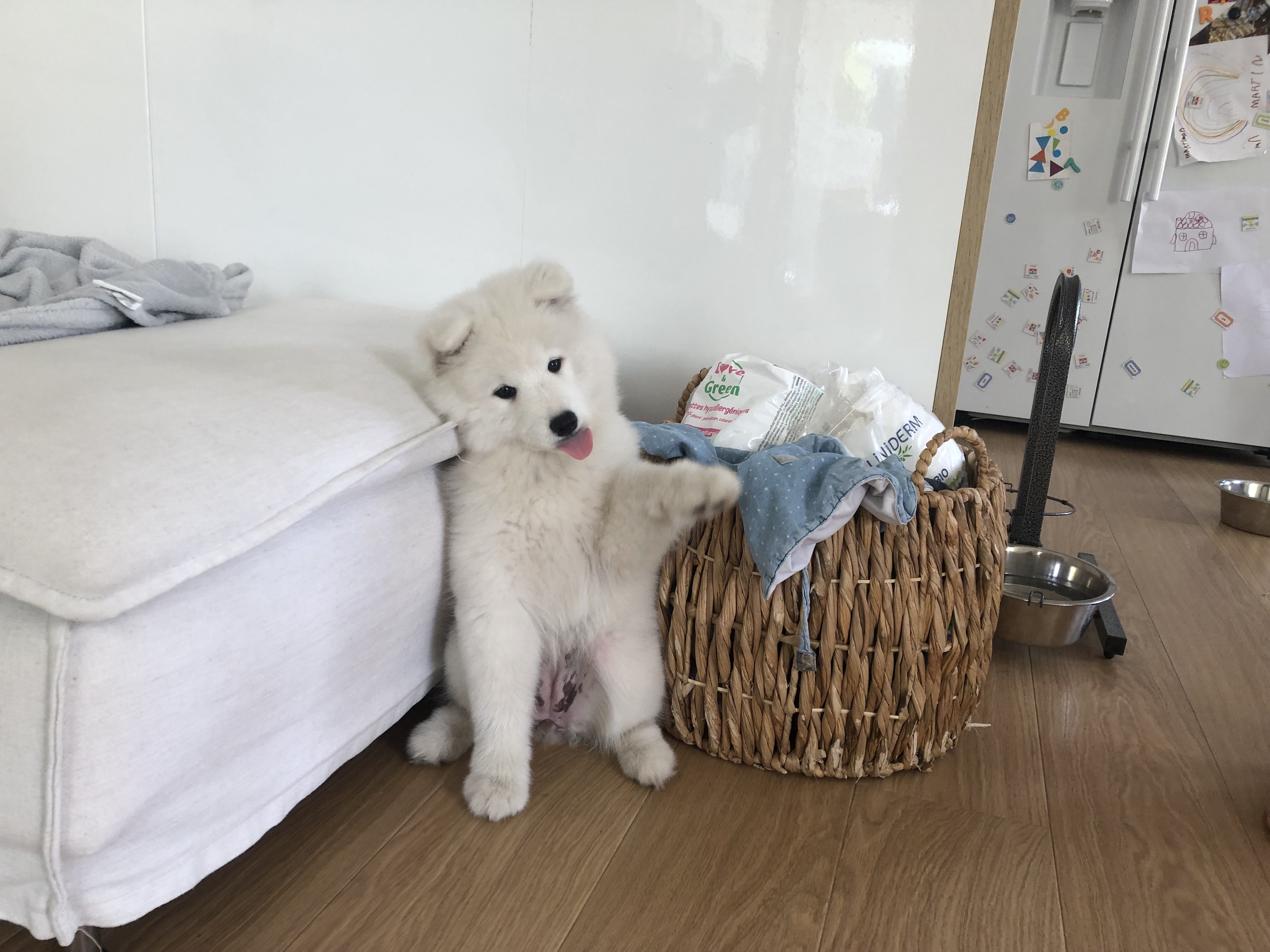 Joy, samoyède 3 mois