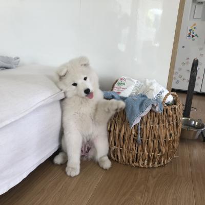 Joy, samoyède 3 mois