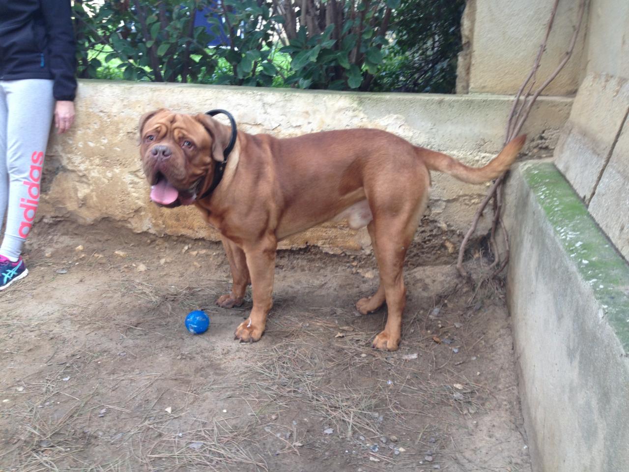 Brus, dogue de bordeaux  de 1 an 1/2