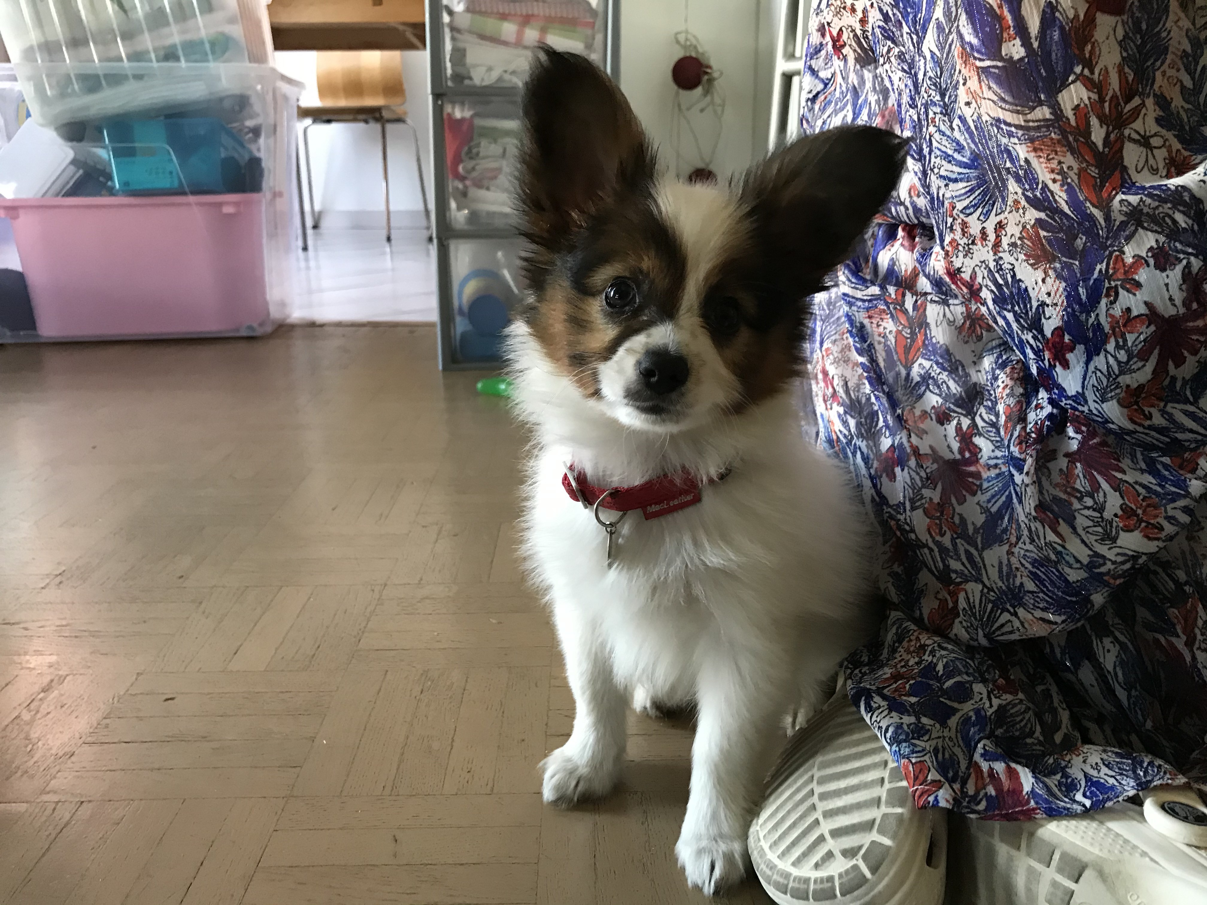 Roméo, papillon, de 2 mois