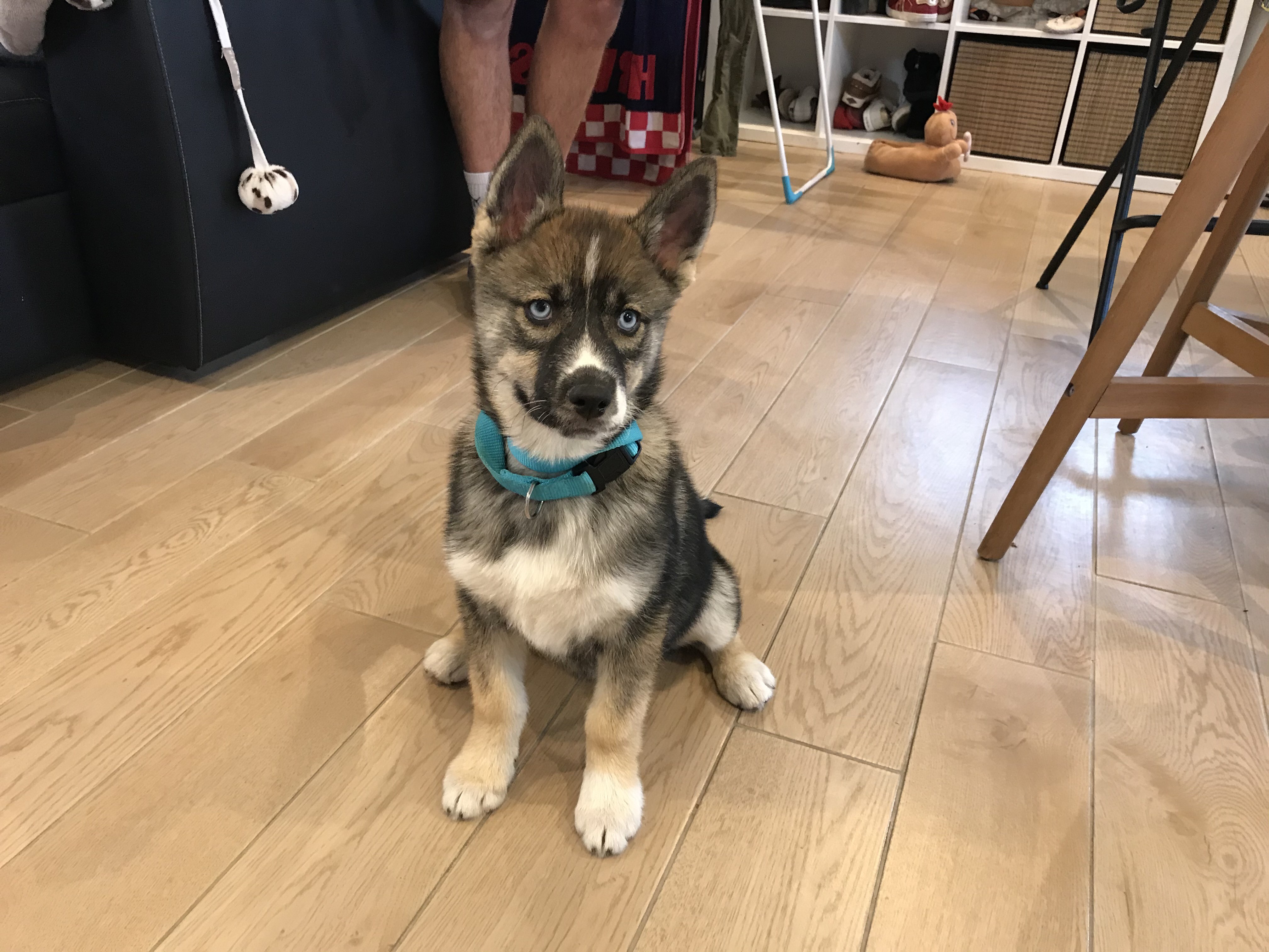 Rebelle, husky de 2 mois