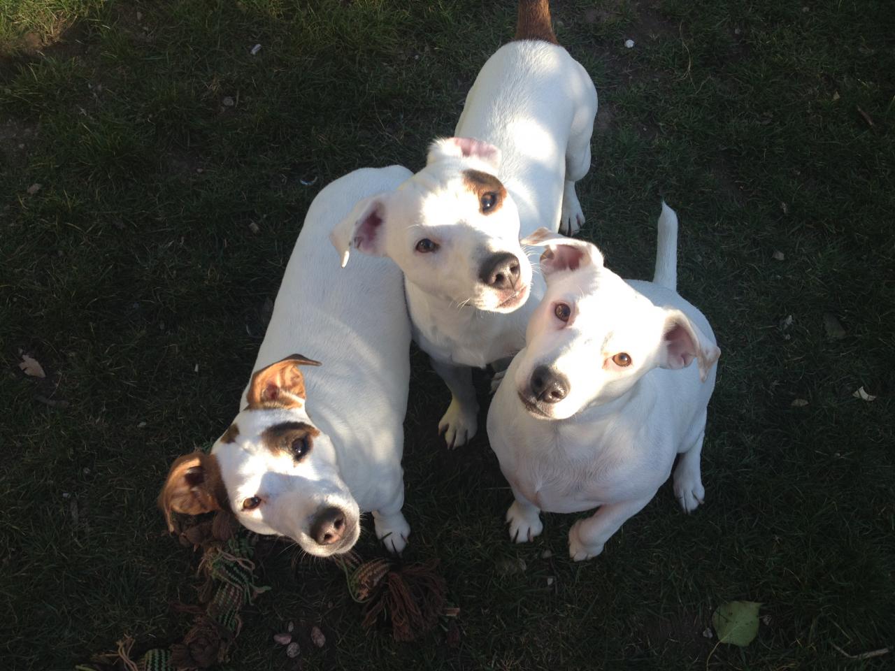 Inès & Idylle 4 ans Kéops 1 an jack russel