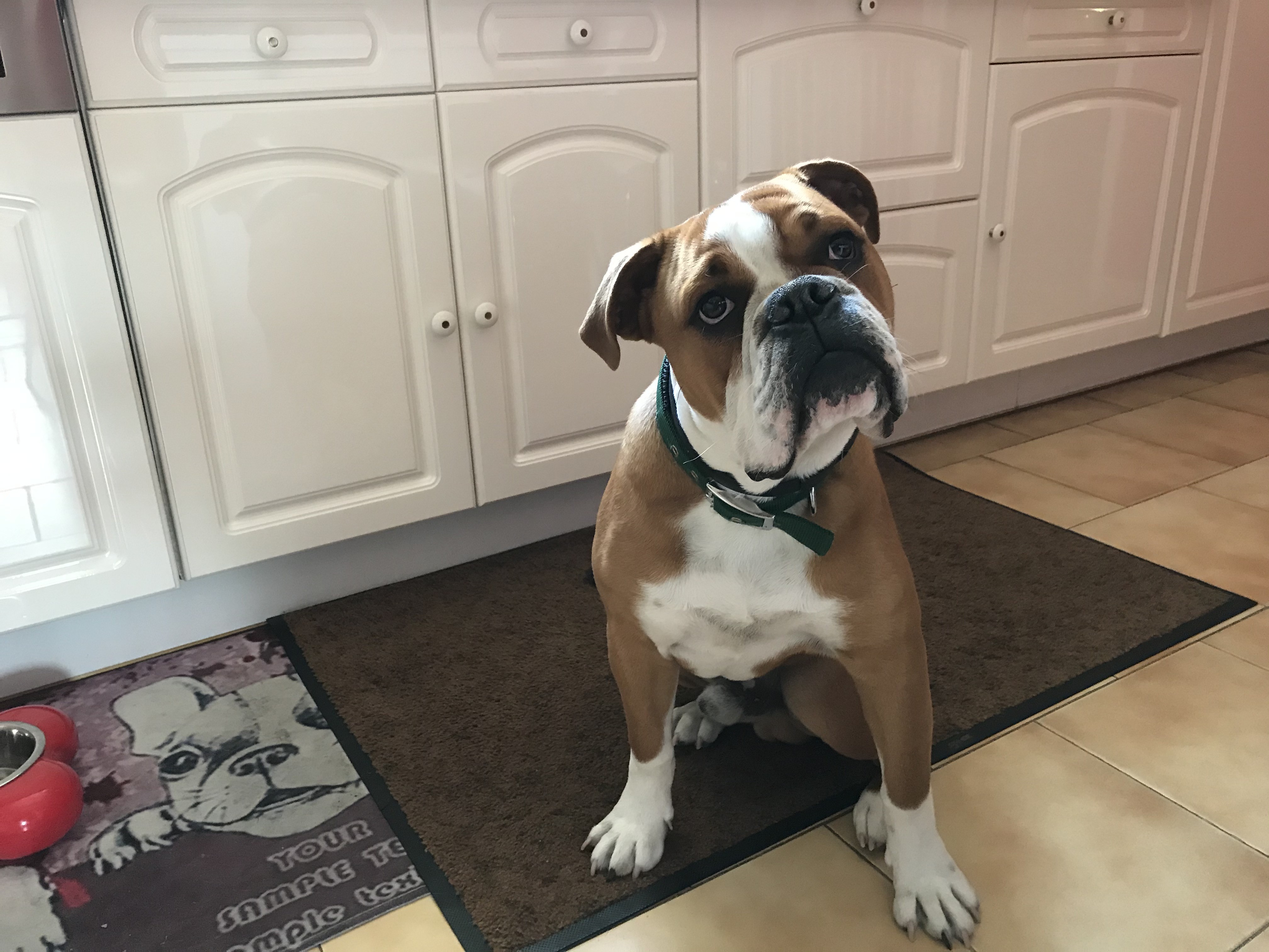Paco, bouledogue continental de 9 mois