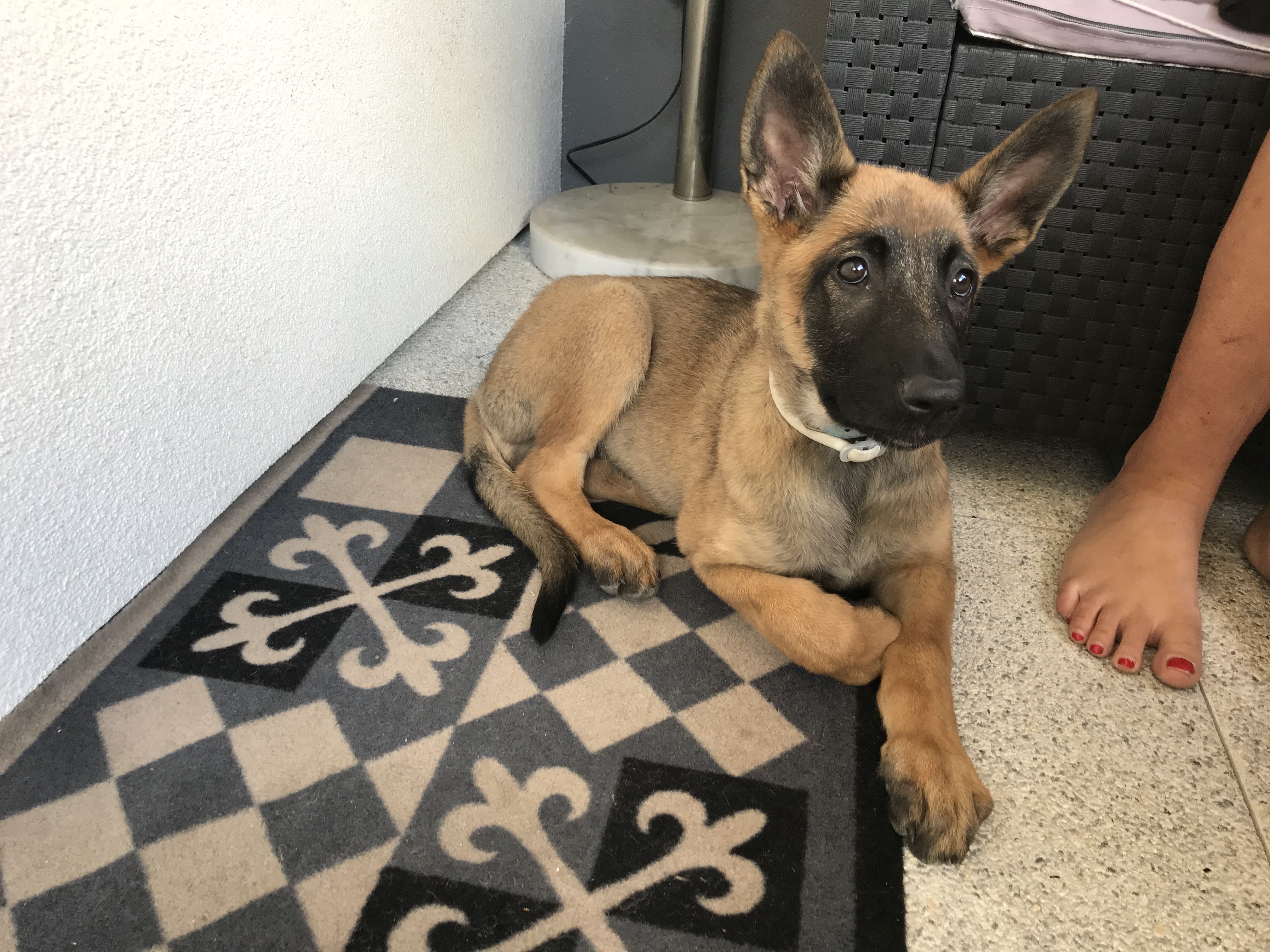 Zina, malinois de 2 mois